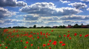 field-of-poppies-50588_640